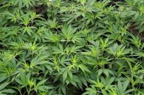 Cannabis Farm Liverpool