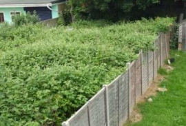garden clearance Liverpool